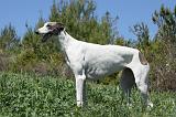 GREYHOUND 072